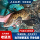 老鼠斑魚鮮活冷凍高檔請客海鮮水產(chǎn)一條約8兩海捕石斑魚東星斑 老鼠斑一條裝（約8兩）
