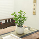 八芽茉莉花盆栽植物濃香型室內(nèi)花卉辦公室桌面陽臺好養(yǎng)四季開花綠植 茉莉花-斜口盆 帶盆栽好