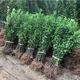 冬青樹(shù)苗法國直立籬笆墻庭院圍墻植物四季常青耐寒綠籬北海道黃楊 冬青40-50cm高50棵帶土發(fā)貨包成 不含盆