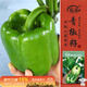 壽禾 甜椒種子苗燈籠椒彩椒不辣菜種籽 濰豐賽爾威2號綠甜椒種子60粒