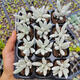 多肉植物綠植陽臺(tái)花卉 銀月5-8cm 裸根不帶土