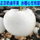 奶油富士蘋(píng)果水果新鮮牛奶黃金奶白色一級現摘斤山東煙臺當季整箱 5斤 75mm含80mm不含