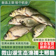 當(dāng)天野捕鯽魚新鮮活的現(xiàn)殺生淡水小土鯽魚孕婦下產(chǎn)奶月子燉湯滋補(bǔ) 活魚稱重現(xiàn)殺（殺好損耗15％） 中號鯽魚3斤（每斤4-5條）