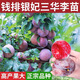 錢排銀妃紅心三華李子樹苗嫁接蜂糖李早熟三月李樹水果苗南方種植 錢排紅肉三華李1棵（帶泥球） 50cm(含)-60cm(不含)