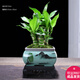 幼薇富貴竹室內(nèi)植物節(jié)節(jié)高桌面綠植帶根好養(yǎng)步步高花卉文昌竹客廳盆栽 富貴竹叢林+銀柳山景盆+方形底盤 帶盆栽好