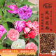 壽禾 茶花鳳仙花種子種苗指甲花花卉種籽 混色茶花鳳仙花種子約1000粒