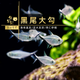 魚官兒 燈科魚小型淡水魚黑尾大勾熱帶觀賞魚活體寵物魚群游魚新手養(yǎng) 黑尾大勾50條（2-3cm）