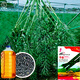 大禹華油999油菜種子油菜籽農科院出油高黃油菜雜交矮桿油原種批發(fā) 華油777油菜種子100g/袋