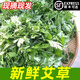 艾草新鮮食用蔬菜現(xiàn)摘清明草粑粑青團(tuán)3斤順豐艾葉新鮮艾草葉 【順豐快遞】 500g