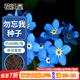 花沃里勿忘我花種子約300粒 花卉種子四季草籽家庭盆栽土陽(yáng)臺庭院種植