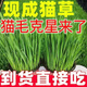 貓草已長(zhǎng)好貓毛克星貓草排毛貓草盆栽貓草貓咪去毛球貓咪零食 已經(jīng)長(zhǎng)好的貓草盆栽2盆