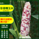 蔬菜籽種大全四季辣椒種籽白菜種孑陽(yáng)臺菜種秋冬季種植香菜空心菜 姜黃色 彩香糯玉米約50