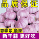【特價(jià)】正宗紫皮大蒜頭干蒜農(nóng)家特級(jí)新鮮多瓣蒜子特大果便宜蔬菜 今日特價(jià)：超值特惠 1500g 大果