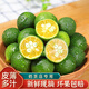 吉果叔 海南小金桔 新鮮水果青金桔子當季小青檸香百檬奶茶專用 250g 單果重5-10g 【一級果】
