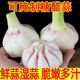 思蔬鮮蒜濕蒜大蒜頭新鮮1-9斤紫皮新蒜現(xiàn)挖嫩蒜腌制泡蒜糖醋蒜臘八蒜 3斤 手選果
