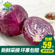 小湯山 紫甘藍(lán) 約600g 新鮮蔬菜基地種植當(dāng)天采摘
