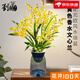 劉閣蘭花5色可選 水培夢香蘭花苗帶盆發(fā)貨香水文心蘭奶油味室內(nèi)花卉盆栽草 黃色文心蘭帶4支生花劍 帶北歐盆