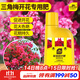 史丹利三角梅開(kāi)花專(zhuān)用肥花肥料營(yíng)養液家用盆栽花卉植物催花爆花肥500ml
