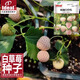 IDEAL理想農業(yè) 白草莓種子室內盆栽四季易種植水果種籽奶油白草莓種子