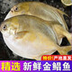 順豐 新鮮金鯧魚(yú)新鮮海捕平魚(yú)鮮凍鯧魚(yú)海魚(yú) 1條裝【約8兩/條】 新鮮金鯧魚(yú)帶冰10%