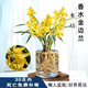 溥畔水培香水金邊蘭花苗濃香型四季好養(yǎng)建蘭花卉耐寒綠植物室內(nèi)盆栽花 香水金邊蘭帶玻璃瓶（新手推薦） 7苗 開金黃色花