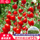 育禾農正宗千禧圣女果種子苗樹(shù)苗小番茄西紅柿秧苗陽(yáng)臺盆栽壽光蔬菜苗 千禧圣女果番茄苗帶土  6棵
