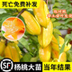 廣東楊桃樹(shù)果苗嫁接苗四季甜楊桃果樹(shù)苗南方種植當年結果地栽盆栽 四季甜楊桃 六年苗