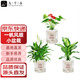九千谷紅掌綠植盆栽植物白掌粉黛一帆風(fēng)順花卉盆景3個組合源頭直發(fā)