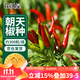 花沃里朝天椒種子約300粒/袋 蔬菜種子紅辣椒家庭陽(yáng)臺盆栽/庭院/田間