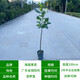 四季菠蘿蜜樹樹苗嫁接紅肉菠蘿蜜樹苗馬來西亞1號黃肉干苞果樹苗 【4年四季黃肉干苞】帶育苗杯發(fā) 40cm(含)-50cm(不含)