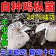 雞樅菌菌種雞樅菇懶人家種自種菌菇包黑皮趣味可食用好看含盆種植 一包裝【1200g包】