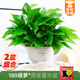 綠有意 綠蘿長藤盆栽室內(nèi)大葉垂吊植物大盆綠籮除甲醛吊綠植水培花卉蘭 180短藤綠蘿原裝蓄水2盆