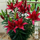 御春閣帶芽孢百合花盆栽 香水百合花種球重瓣百合四季種植室內花卉盆栽 紅色百合種球10個(gè)+肥料 一代球