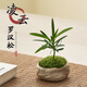 臨雅海島羅漢松微型盆景室內辦公室桌面小盆栽植物四季好養活迷你綠植 凌云羅漢松+帶盆栽好