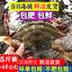 梭子蟹鮮活特大野生萊州大螃蟹煙臺新鮮海蟹水產(chǎn)飛蟹公蟹白蟹蟹類 鮮活梭子蟹禮盒 6只 9兩-1斤/只