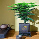格調(diào)生活文竹盆栽室內(nèi)綠植花卉盆景四季常綠植物云竹客廳辦公桌擺盆景 廣州文竹（舍得方形樹料盆）肥料