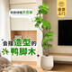 臨雅造型鴨腳木客廳大盆栽鴨掌木鵝掌柴室內(nèi)落地式大型四季常青綠植物 造型鴨腳木1.5-1.6米+米白聚寶盆