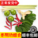 辰實香茅草【發(fā)順豐】新鮮檸檬香茅香料菜 奶茶店泰國冬陰功湯原料 300g冬陰功組合【順豐快遞】