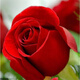 意軒月季特大花濃香果汁陽(yáng)臺庭院花卉植物盆栽薔薇四季玫瑰花苗帶花苞 卡羅拉(灌木月季開(kāi)花季節帶花) 大苗帶土球【爆花機器】帶花苞發(fā)出