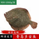 鯨零島多寶魚(yú)鮮活發(fā)貨包鮮不包活鮮活比目魚(yú)2斤1只 1.7斤以上/條可活發(fā)