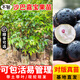 芥圃臺(tái)灣嘉寶果樹(shù)苗 官方旗艦 樹(shù)葡萄樹(shù)苗10年樹(shù)苗四季結(jié)果南方樹(shù)苗木 沙巴嘉寶果【帶土帶葉發(fā)貨】  1年苗  高度：20-40公分