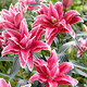 慎思苑意軒香水百合花球盆栽帶芽發(fā)貨 四季開花好養(yǎng)活室內(nèi)花卉 紅露種球1個多花苞香品種