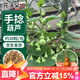 花沃里手捻葫蘆種子30粒 花卉種子草籽家庭盆栽陽(yáng)臺(tái)辦公庭院花壇種植