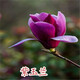 駿灝買(mǎi)1送2 玉蘭花樹(shù)苗四季開(kāi)花庭院盆栽白紫廣玉蘭樹(shù)苗矮化耐寒超矮 紫玉蘭 8年苗當年開(kāi)花爆滿(mǎn)1送2發(fā)3顆哦