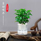 綠植盆栽室內光汐自動(dòng)吸水盆栽帶盆栽好發(fā)貨植物好養水培土培花卉 【光汐盆栽好發(fā)貨】幸福樹(shù)