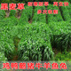 黑麥草種子多年生牧草種子四季耐寒畜牧養(yǎng)殖牛羊馬雞鴨牛羊魚草種 進口一年生四倍體黑麥草種子1斤