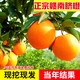 姬緣希正宗贛南臍橙苗嫁接紐荷爾臍橙苗血橙苗南方北方種植橙子樹水果苗 5年壯苗（當年結(jié)果）送2年苗1棵