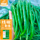 IDEAL線椒辣椒種子香辣二荊條四季家庭盆栽種蔬菜種籽江淮園藝?yán)苯贩N子