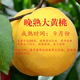 晚熟桃樹(shù)苗新品種嫁接黃桃樹(shù)苗北方果樹(shù)耐寒耐凍桃樹(shù)樹(shù)苗庭院種植 2年苗【量大】