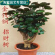 穆淳傲金錢(qián)兜福祿桐金錢(qián)樹(shù)盆栽客廳植物老樁四季常青采緹 錢(qián)多多15-25厘米體驗裝苗小